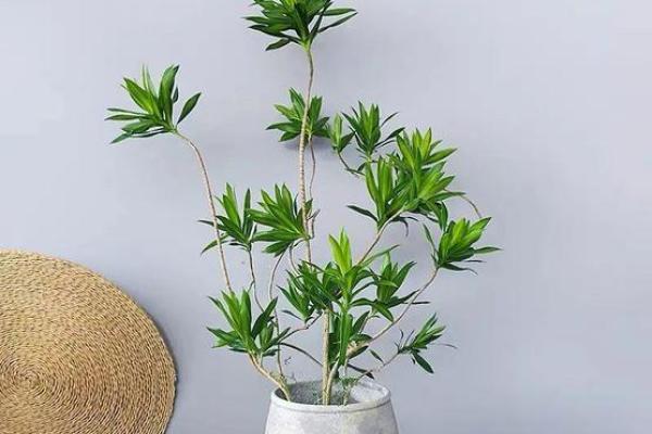平安竹的风水作用