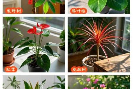 旺运风水局，如何使用植物布局
