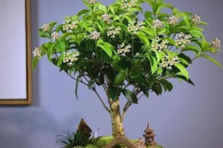 庭院种什么树风水好又旺财旺宅