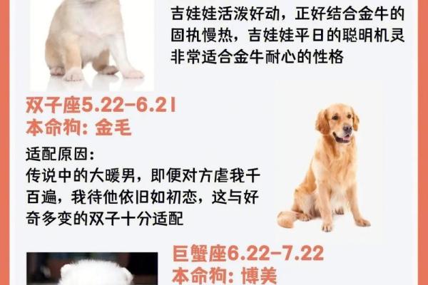 12星座应该养哪种狗狗