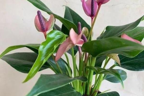 1月5日生日花语：熊掌花，1月5日是什么星座？