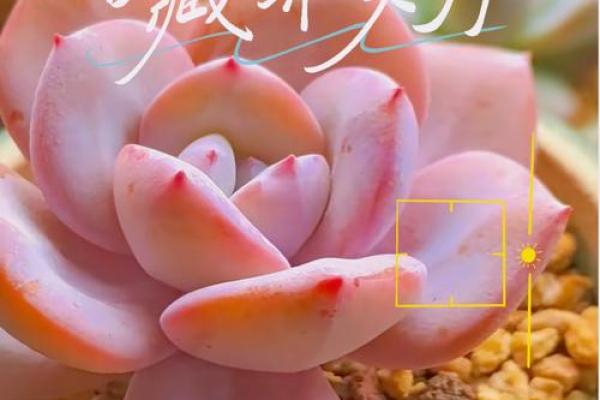 1月5日生日花语：熊掌花，1月5日是什么星座？