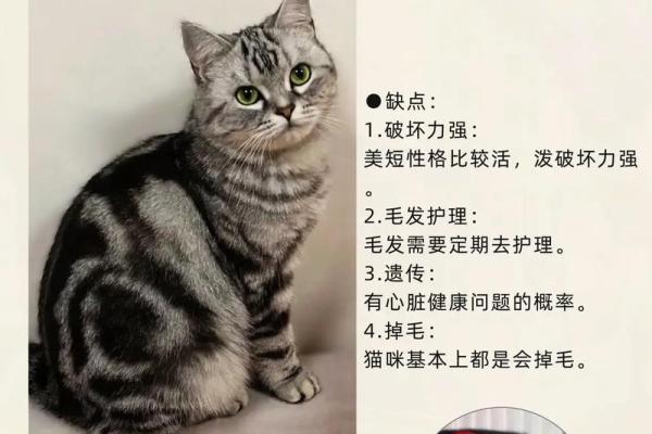 美短八字