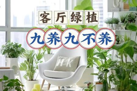 客厅植物摆放风水也有讲究 这些你都了解吗