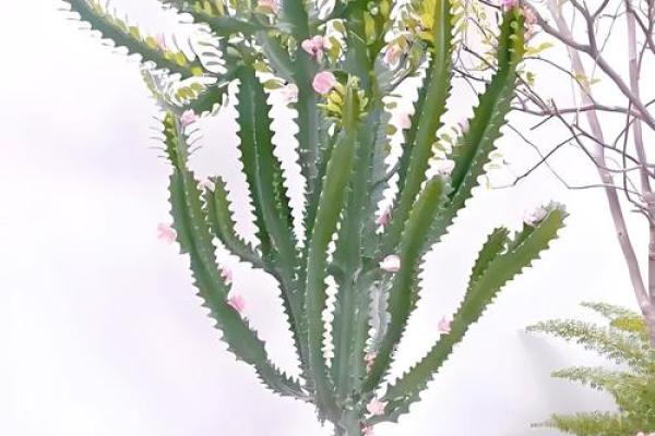 有哪些植物可以改变风水呢？