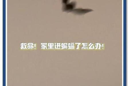 蝙蝠飞进家里好吗风水预示什么老人去世吗