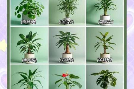 风水转运_鸿运竹养几根才更好
