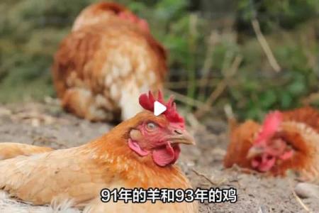 男91年羊和93年女鸡可婚配吗 91年羊男和93年鸡女是否适合婚姻配对