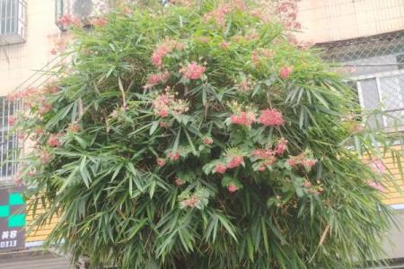 风水竹子开花意味着有灾祸发生吗