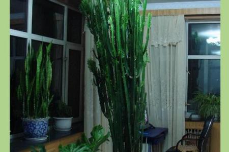 玻璃房子风水植物图片