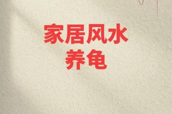 家里养乌龟需注意哪些风水问题