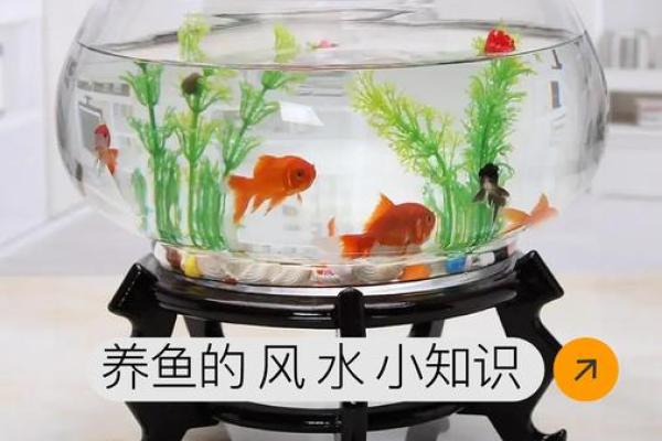 风水观点养鱼养几条旺财风水
