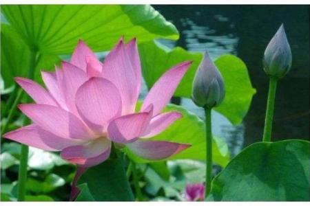 算命的说小孩扎根在水中