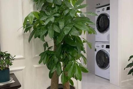 必须知道的风水植物优点有哪些？