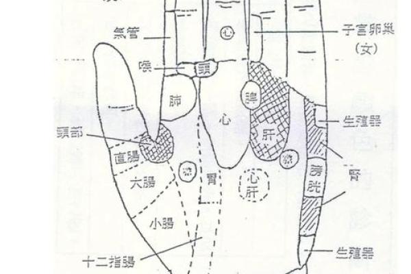 手掌算命男左女右